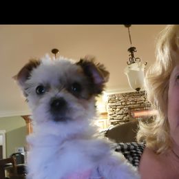 West Highland White Terrier and Yorkshire Terrier Puppies from Debra Burnett