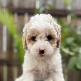 Prince Charming - Parti male Goldendoodle puppy in Repton, Alabama from Hopkins Doodle Pups