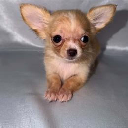 Cream - Cream and white female Chihuahua puppy in Clarksville, Indiana from Fabulous little paws
