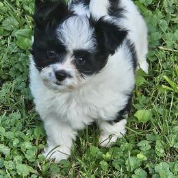 Drew - Black and white male Companion Cross puppy in Fulton, Missouri from Papillon Love