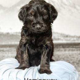 Hemingway - Phantom male Goldendoodle puppy in Pasco, Washington from Camp Doodle Woods