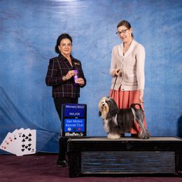 Lowchen All Grown Up from Potrero Lowchen