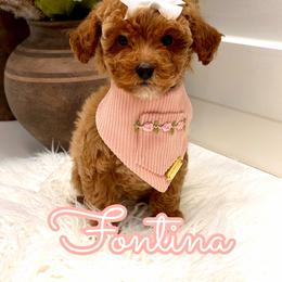 Fontina - Red  female Goldendoodle puppy in Buford, Georgia from Petite Posh Puppies