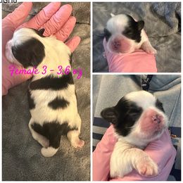 Female 3 - Black and white Shih Tzu puppy in Ohio from Kara’s Shih Tzu Kuties