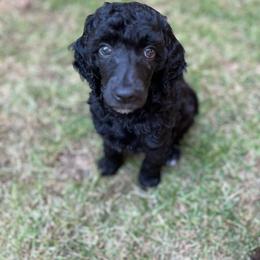 Oreo - Black female Poodle puppy in Minneapolis, Minnesota from Sanctus Standards