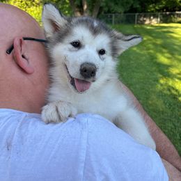 Girl #4 Viper - Gray and white Alaskan Malamute puppy in Mount Morris, Michigan from Knightmute-Nikos Malamutes