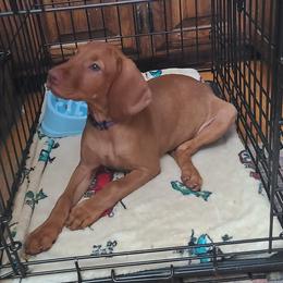 Girl 3 - female Vizsla puppy in Bellingham, Washington from Mountain View Vizslas