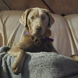 Luna Mae - Labrador Retriever