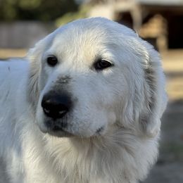Lucy - Maremma Sheepdog