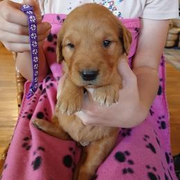 Purple - Dark golden female Golden Retriever puppy in Lanesboro, Minnesota from Eagle Ridge Golden Retrievers