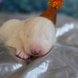 Orange boy - White male Samoyed puppy in Elwell, Michigan from Limelight Samoyeds