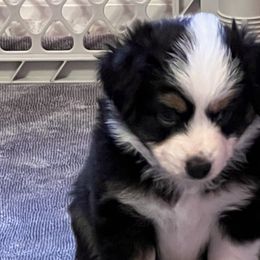 Girl 2 - Black tri Miniature Australian Shepherd puppy in Corydon, Indiana from Arbuckle’s Lookin Good Aussies (LGA)