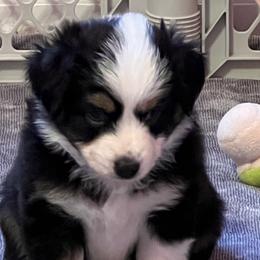 Girl 2 - Black tri Miniature Australian Shepherd puppy in Corydon, Indiana from Arbuckle’s Lookin Good Aussies (LGA)