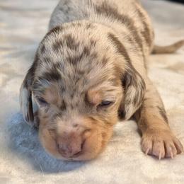Maximus - Dapple male Dachshund puppy in Waddell, Arizona from The Bearded Companions