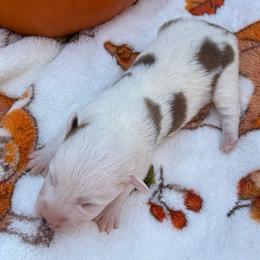 Milo - Sable and white male American Corgi puppy in Stillwater, Oklahoma from Steele Family Farms