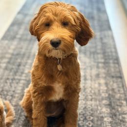Eve - Red  female Goldendoodle puppy in Farmington, Utah from Proudfootdoodles