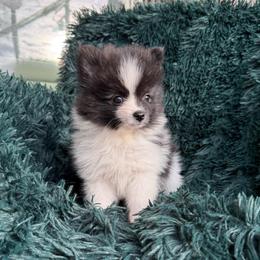 Kricket - Black parti male Pomeranian puppy in San Jacinto, California from Savvypomeranians