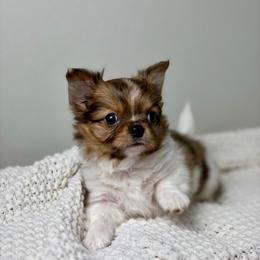 Milo - 4550 - Merle male Chihuahua puppy in Beaumont, Texas from Down south pups