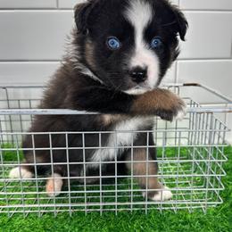Red - Black tri male Miniature Australian Shepherd puppy in Newberry, Florida from Southern with Grace Mini Aussies