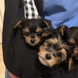Yorkshire Terriers from Barter Town Yorkies