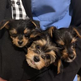Yorkshire Terriers from Barter Town Yorkies