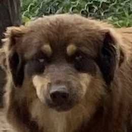 Rox - Miniature Australian Shepherd