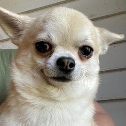 Chichi - Chihuahua