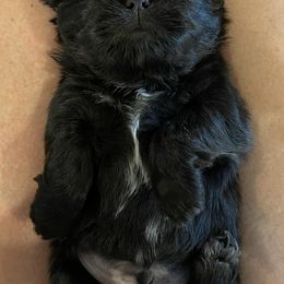 Shih Tzus from Amy's Shih Tzus