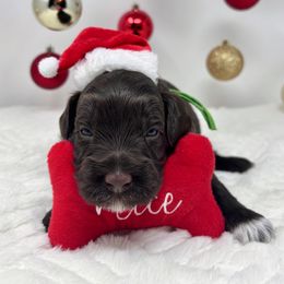 Fizz (Green) - Chocolate male Australian Labradoodle puppy in Citrus Heights, California from Elite Blend Labradoodles