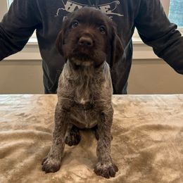 Girl 3 - Brown and gray female Wirehaired Pointing Griffon puppy in Shelley, Idaho from Western Gundogs