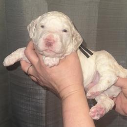 River - Parti male Poodle puppy in Prosperity, Pennsylvania from Stelladoodles & Company