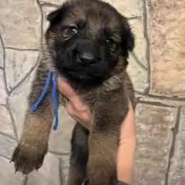 Link (blue) - Sable male German Shepherd puppy in Boerne, Texas from Sudenblick German Shepherds