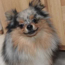 Barney - Blue merle male Pomeranian puppy in Kettle Falls, Washington from Smallstar Puppys