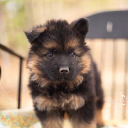 Eric - Black and red male German Shepherd puppy in Pomona, Missouri from Dry Creek Puppies, LLC