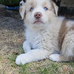 Merle Girl 3 - Red merle female Australian Shepherd puppy in Wauneta, Nebraska from 4H Aussies