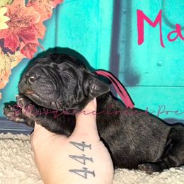 Malibu - Tiger female Perro de Presa Canario puppy in Horizon, Texas from Mesquite Creek Kennels