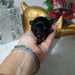 Twinkles - Black and white female Chihuahua puppy in Redding, California from Akc ivy league chihuahua .  Com