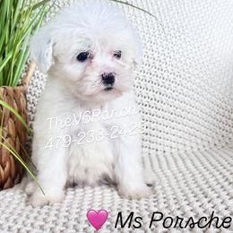 Girl 2 - female Sheepadoodle puppy in Sulphur Bluff, Texas from V6 Ranch Dogs