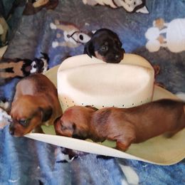 Dachshund Puppies from The Outlawed Dachshunds