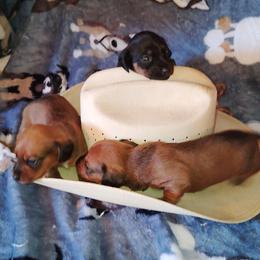 Dachshund Puppies from The Outlawed Dachshunds