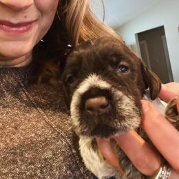 Wirehaired Pointing Griffon Puppies from Anyan Lodge Pups
