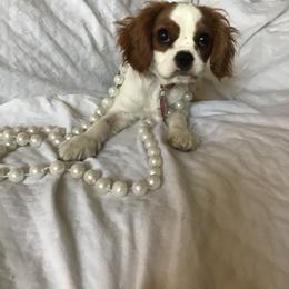 Cavalier King Charles Spaniel Puppies from Christina’s Cavaliers