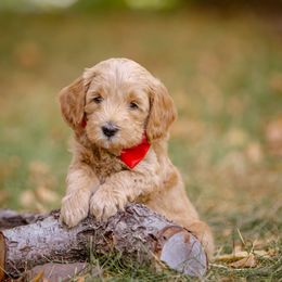 Superman - Apricot Goldendoodle puppy in Centerville, Utah from Dean Doodles