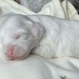 Wool - Cream male Australian Labradoodle puppy in Dawson, Georgia from Still Pond Australian Labradoodles
