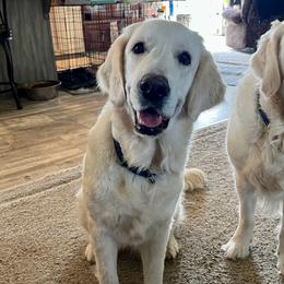 Rosie - Golden Retriever