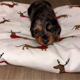 Dapple girl - Dapple female Dachshund puppy in Cooper, Texas from Sassy Kat’s Dachshunds
