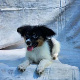 Boy 1 - White black and tan male Papillon puppy in Lineville, Alabama from TimberLane Papillon's