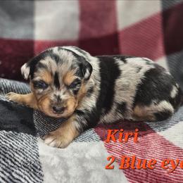 Kiri - Blue merle female Miniature Australian Shepherd puppy in Orrtanna, Pennsylvania from Mountain Top Shepherd's
