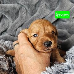 Girl 6 - Apricot female Goldendoodle puppy in Stevens Point, Wisconsin from Dogs of Dewey Acres