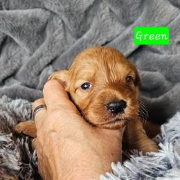 Girl 6 - Apricot female Goldendoodle puppy in Stevens Point, Wisconsin from Dogs of Dewey Acres